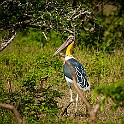 Lesser Adjutant, Stork, Sri Lanka Adjutantstork
