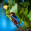 White-breasted Kingfisher, Sri Lanka Smyrnakungsfiskare