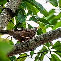 Jungle Babbler, Sri Lanka