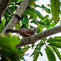 Jungle Babbler, Sri Lanka