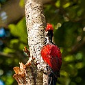 Black-rumped Flameback, Red-Backed Woodpecker, Sri Lanka