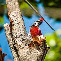 Black-rumped Flameback, Red-Backed Woodpecker, Sri Lanka