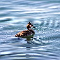 Great crested Grebe, Lake Geneva, Switzerland Skäggdopping, Genèvesjön