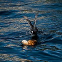 Ruddy Shelduck (L)-Eurasian Coot (R) Lake Geneva, Switzerland Rostand ♂(L), Sothöna (H), Genèvesjön