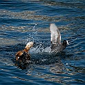 Ruddy Shelduck (L)-Eurasian Coot (R) Lake Geneva, Switzerland Rostand ♂(L), Sothöna (H), Genèvesjön