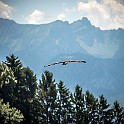 Red Kite, Lavaux, Switzerland Röd Glada,