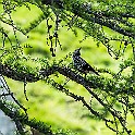Suisse-Schweiz20170706-180004X.jpg