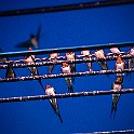 Barn Swallow, Chiang Rai, Thailand Ladusvala