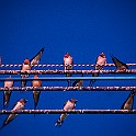 Barn Swallow, Chiang Rai, Thailand Ladusvala