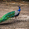 Peacock Peafowl, Chiang Rai, Thailand Påfågel