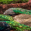 Thai-Street-Bird-Hike20211127-041921XF.jpg