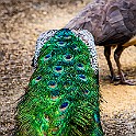 Peafowl, Chiang Rai, Thailand Påfågel
