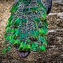 Peacock Peafowl, Chiang Rai, Thailand Påfågel