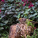 Common Tailorbird, Thailand Långstjärtad Skräddarfågel, Chiang Rai