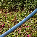 Common Tailorbird, Thailand Långstjärtad Skräddarfågel, Chiang Rai