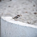 Spanish Sparrow , ♂,Port El Kantaoui, Tunisia