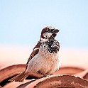 House Sparrow, Denizli, Turkey Gråsparv