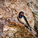 European Barn Swallow, Kaklik Cave, Turkey Ladusvala