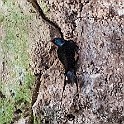European Barn Swallow, Kaklik Cave, Turkey Ladusvala
