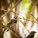 Sparrow, Abu Dhabi, UAE Sparv