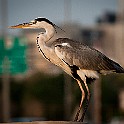 Grey Heron, Dubai, UAE Gråhäger