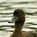 Tufted Duck, ♀, UK Vigg, London