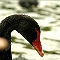 Black Swan, London, UK St James's Park, Westminster