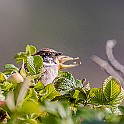 Eurasian Tree Sparrow, Sweden Pilfink, Särö