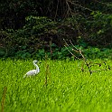 Little Egret, Ninh Binh, Vietnam Silkeshäger