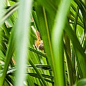 Common Tailorbird, Vietnam Långstjärtad Skräddarfågel, Ninh Bình