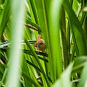 Common Tailorbird, Vietnam Långstjärtad Skräddarfågel, Ninh Bình