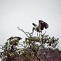 Asian Openbill Stork, Vietnam Asiatisk Gapnäbbsstork, Tam Coc