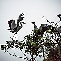 Asian Openbill Stork, Vietnam Asiatisk Gapnäbbsstork, Tam Coc