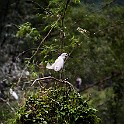 Little Egret, Tam Cốc, Vietnam Silkeshäger