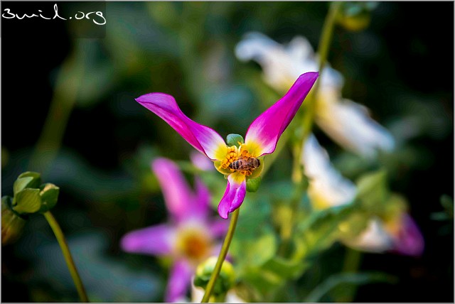Anggarden-Bloom-Botaniska20210830-175927XCF