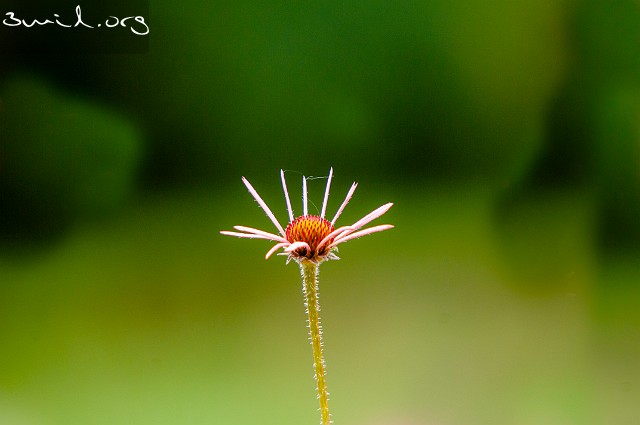 Echinacea, Belarus