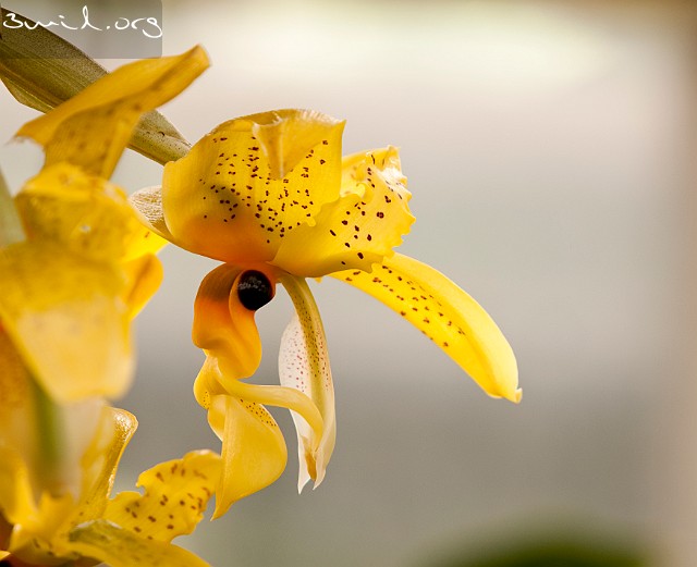 Sweden, Gothenburg Stanhopea Orchid, Orkidé, Botanical Garden, Gothenburg, Sweden ارکیده