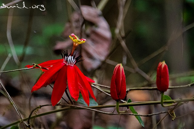 Passiflora, Thailand