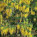 Laburnum, Golden Chain,  Golden Rain Hybridgullregn (Laburnum ×watereri) Sweden, Gothenburg