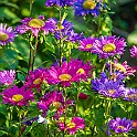 Anggarden-Bloom-Botaniska20210830-163525XF
