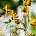 Anggarden-Bloom-Botaniska20210830-164607XCF