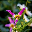 Anggarden-Bloom-Botaniska20210830-175927XCF Gothenburg, Sweden