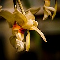 Orchid-Botaniska20110813-154924_01.JPG