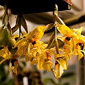Orchid-Botaniska20110813-155122x.jpg