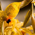 Orchid-Botaniska20110813-155126.JPG