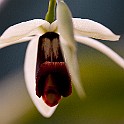 Orchid-Botaniska20110813-155148.JPG