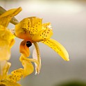 Orchid-Botaniska20110813-155244.JPG