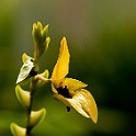 Orchid-Botaniska20110813-155310_01.JPG
