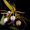 Orchid-Botaniska20110813-155734.JPG