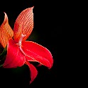 Orchid-Botaniska20110813-160632_01.JPG